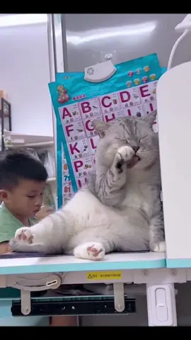 Study with your children every day🥰#fyp #cat #cats #cutecat #catsoftiktok 