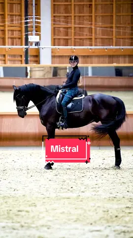 M 🖤 4yo #dressagehorses #dressage #dressurpferd 