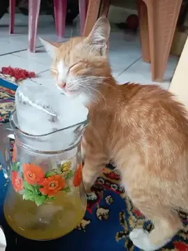 seger yah cing :v #kucing 