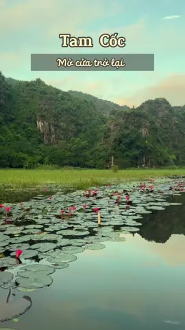 Tam Cốc mở cửa trở lại từ ngày 2/9/2023 #tamcoc #trangan #ninhbinh #vietnam #disantrangan #unesco #trending #fyp #travel #reviewninhbinh #reviewtrangan #xuhuongtiktok #disanvietnam 