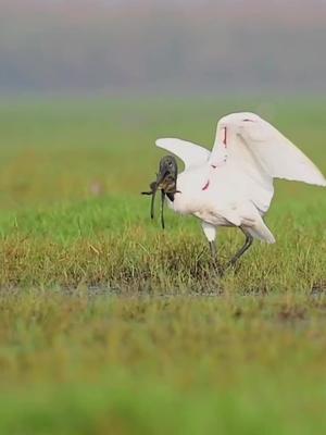 The mouthful of food was destroyed!black-headed ibis was very angry#naturecolors #amazingnature #nature #tiktok'sbirds