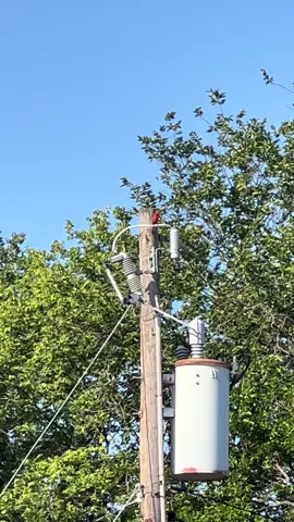 #nature #birds #itsthelittlethings 