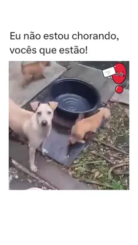 O amor de mãe ultrapassa qualquer barreira ❤️ #amor #vida #animais #animal #Love #amei #videosparadedicar #videosparastatus #videosgraciosos #gracioso #graciosos #mundo #mae #filho #filhote #adote #reflexao #momentos #motivacional #cut #apaixonei 