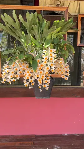 Espetáculo 🧡💥#orquidea #orchid #orquideasmaravilhosas #dendrobium 