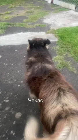 #арчі🐕🐶