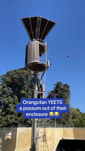 An orangutan at Perth zoo EVICTED a possum from it’s enclosure when it snuck in, and subsequently flung it out 😭😭 #fyp #viral #possum #animalsoftiktok #zoo #orangutan #wild #caughtoncamera 