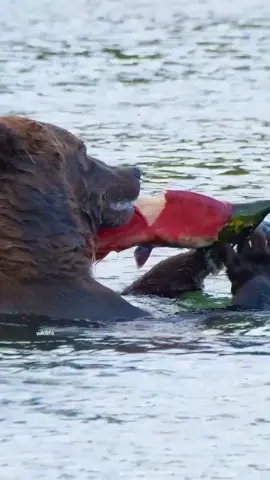 Mama bear catches a sockeye salmon, strips the skin with ease and then devours it in minutes. Salmon are a high calorie meal for a bear. A sockeye salmon contains about 4500 calories, but the fattiest parts of the fish contain the most calories proportionally. Bears know this and prefer to eat the skin, brain, and eggs-the fattiest parts of a salmon-when fish are in abundance.#crazy #wildlife 