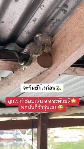 งูที่มีทุกแพ😅 #แพปลาป้าอาด #เขื่อนศรีบ้านเรา #สัตว์โลก #ห่วงโซ่อาหาร😔😔😔 