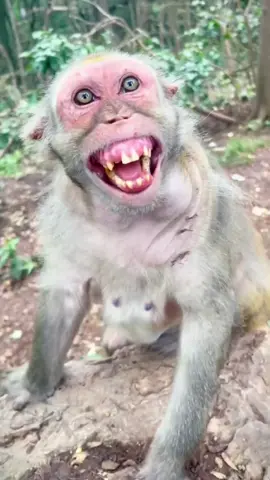The monkey is starting to talk#monkey #funnymonkey #macaque #foryou #fyp #fy #fypシ #funny 