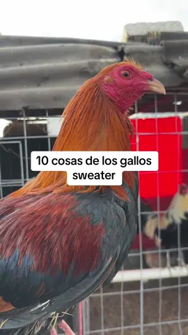 #gallo #gallosfinos🐓🐓🐓 #galleros ##comida##gamefarm