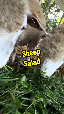 #sheep #lambingseason #sheepfarmer #sheepfarm 