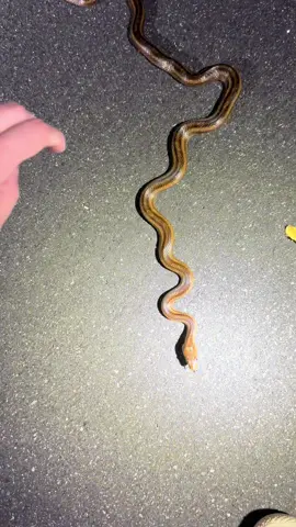 Found a beautiful NATIVE yellow rat snake in Florida!🥰🥰 Isn’t he a beaut? #snakes #snake #reptile #animals #florida @Dan🐢 @duffdoesnaturestuff 