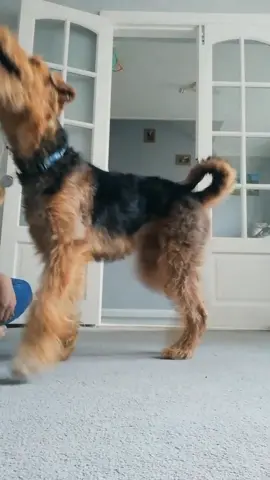 Training time  #airedalesoftiktok #puppyintraining #furbaby #puppytiktok #furbaby #airedaleterrier #fypシ 