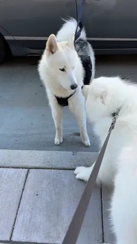 This husky jumped out of the car at a stop light to meet me! 😀 #samoyed #citydog #happydog #doglover #doglife 