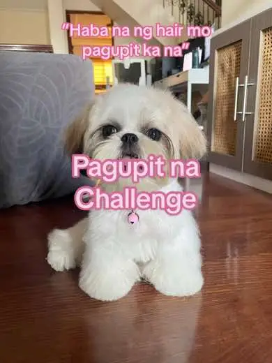 cammi’s entry 🤣  nung nawala ang mami ng 2 wks at pag balik buhol buhol na yung paa ni cammi 🥹