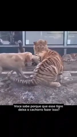 Lou, a cadela que mostrou que mãe é mãe, não importa a raça  #tigres #goldenretriever #maeémae #viral #fypシ #animaisexoticos 