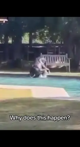 Why does this happen? He safed his life. But why the baby elephant is in the pool alone? #fy #fyp #foryou #pool #elephant #save #life #viral #fypシ #sahihoffical 