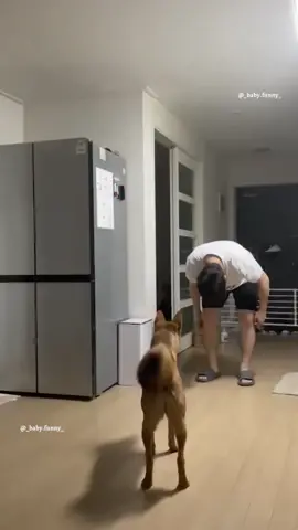 The last one 😆😆😆 #dog  #cat #pet #cute #animals #funny #fyp #foryou