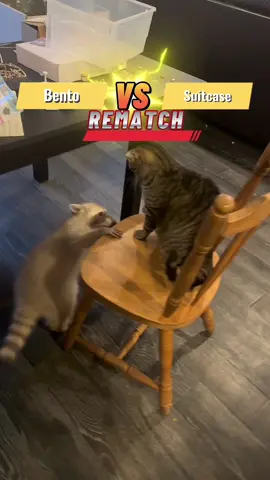 The rematch you’ve all been waiting for! 😂 Round 2 of Suitcase (my cat) vs Bento (my raccoon)! This time in the form of a Pokemon battle. 🤣 #exoticanimals #raccoon #exoticanimalsoftiktok #raccoonsoftiktok #pet #maur #funny #fyp #bento #playing #animals #animal #UFC #fighting #cat #cats #catsoftiktok #round2 #rematch #pokemon #pokemonbattle #battle 