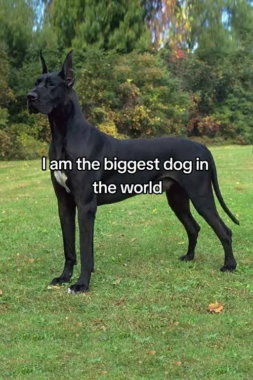 The biggest dog in the world 💀#big #dog #dogsofttiktok ##viralvideo #app #explore #foryou #fyp #abonnes #シ゚vira #tiktokindia #foryourpage #Redbull #dog#シ゚viral🖤tiktok ##シ゚viral🖤tiktok☆♡🦋myvideo 