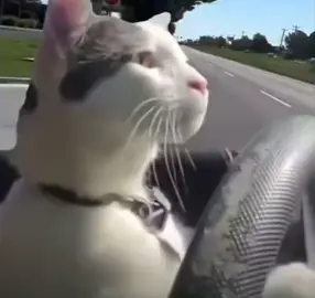 CAT DRIVING