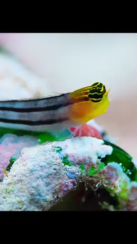 #tinyworld #animal #documentary #tiktok 
