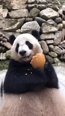 #panda🐼 #tiktok #foryou #panda #eating 