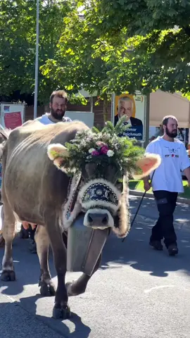 Cow parade in Einsiedeln🔔 Experience a Swiss cultural gem—Alpabzug in Einsiedeln! 🌼🎉 Here cows descend from alpine pastures, decked in floral garlands and ringing bells. 🌳🐄 👉Must-Know Facts: 🌼 Each cow’s floral headpiece is hand-crafted, representing local alpine flora. 🔔 The bells are not just ornamental; each has a unique tone, handpicked by farmers. 🏛️ Einsiedeln is also home to a centuries-old Benedictine monastery worth exploring. 🍲 The event features local gastronomy, including delicious Swiss cheese and chocolate. 👨‍👩‍👧‍👦 The Alpabzug is more than a parade; it’s a community gathering to celebrate and give thanks for a prosperous grazing season. Dive into the festivities and cultural richness yourself! There are more parades coming next week: - 21st of September: Lauterbrunnen, Wengen - 23rd: Celerina, Guarda, Charmey, Emmetten, Schwarzsee, Ftan, Schwanden Mark your calendars to experience these unique Swiss traditions! For more details check myswitzerland.ch #myswitzerland #visitswitzerland #swisstradition #alpabzug #schweiz #travelswitzerland #swissalps🇨🇭 #suisse #swissexplorers 