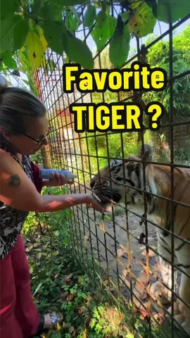 Favorite tiger of Brigitte ?  #lion #tiger #normandie #favoritecat #caressedetigre