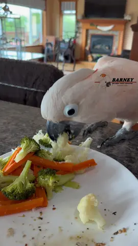 Time for a healthy snack!! 😁🧡 #westcoastbarney #barneythewestcoastcockatoo #healthy #snack #sogood #vegetables #happy #boy #barney #moluccan #cockatoo #parrot #foryou #fyp #