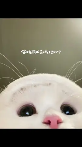 #cat #cute 