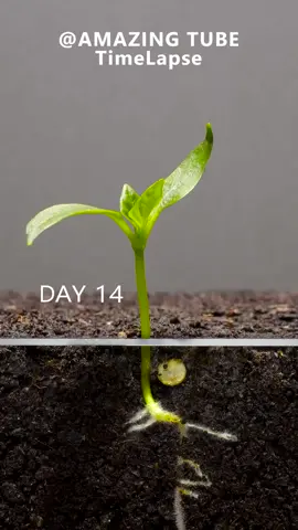 Growing pepper plant from seed🌱 Via: @Amazing TUBE  #growingplant #growingtimelapse #peppergrowing #plantingseason 