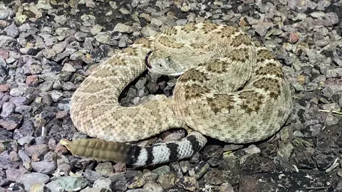 Western diamondback rattlesnake (Crotalus atrox) from Texas this past weekend. 🐍 _ _ #westerndiamondback #westerndiamonbackrattlesnakes #rattlesnake #rattlesnakes #rattlesnakesofinstagram #crotalus #crotalusatrox #snake #snakes #snakesofinstagram #snakesoftexas #venomous #venomoussnake #venomoussnakes #venomoussnakesofinstagram #reptile #herp #herping #herpingtheglobe #herpingtexas #nature #animal #wild #wildlife #natgeo #natgeowild #natgeowildlife #yourshotphotographer #your_wildlife 