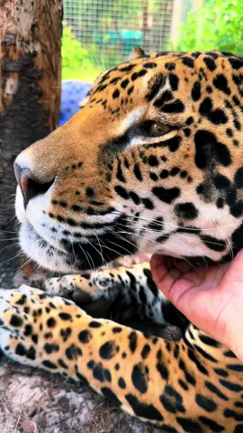 Up close look at Tank’s rosettes ❤️🐆 #NOTpets #jaguar #jag #tank #teamtank #bigcat #bigcats #cat #cats #stunning #beautiful #amazing #animal #animals #art #fl #florida #fyp 