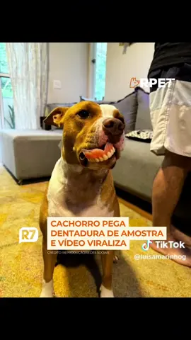 O melhor vídeo que você vai assistir hoje! 😂 A dentista Luisa Marinho foi surpreendida por sua cachorrinha - que roubou uma dentadura - e as imagens capturadas no vídeo são irresistivelmente engraçadas. A tutora aproveitou para tirar várias fotos e deixar esse momento registrado, inclusive da cachorrinha segurando a dentadura pela boca de forma desajeitada. 