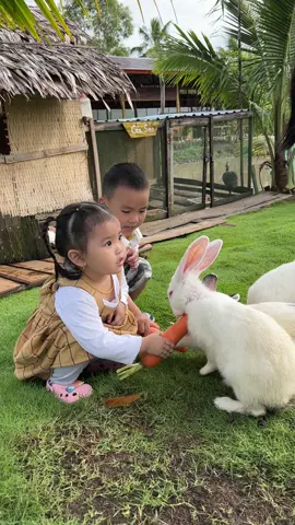Bé trải nghiệm cho thỏ ăn cà rốt tại Vó Sông Farm #dulichvietnam #tiktok #mientayquetoi #Vósôngfarm 