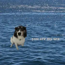 pearl forever #lightwavetoearth #capcut #pearl #dog #sheltie 