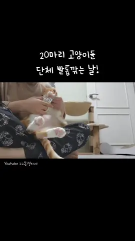 20마리 고양이들 발톱 깎는 날~! #반려묘 #고양이 #cats #fyp