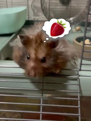 Strawberry Full Cheeks ... #hamster  #hamsters  #animal  #fun  #trynottolaughtiktoktv  #hamstersoftiktok  #hamsterlove  #cute  #syrianhamster  #cutehamster  #pets  #pet  #tiktok  #instagram  #Love  #viral  #like  #memes  #follow  #explorepage  #trending  #instagoods  #explore  #music  #likeforlike s #followforfollowback  #funny  #meme  #fyp  #youtube