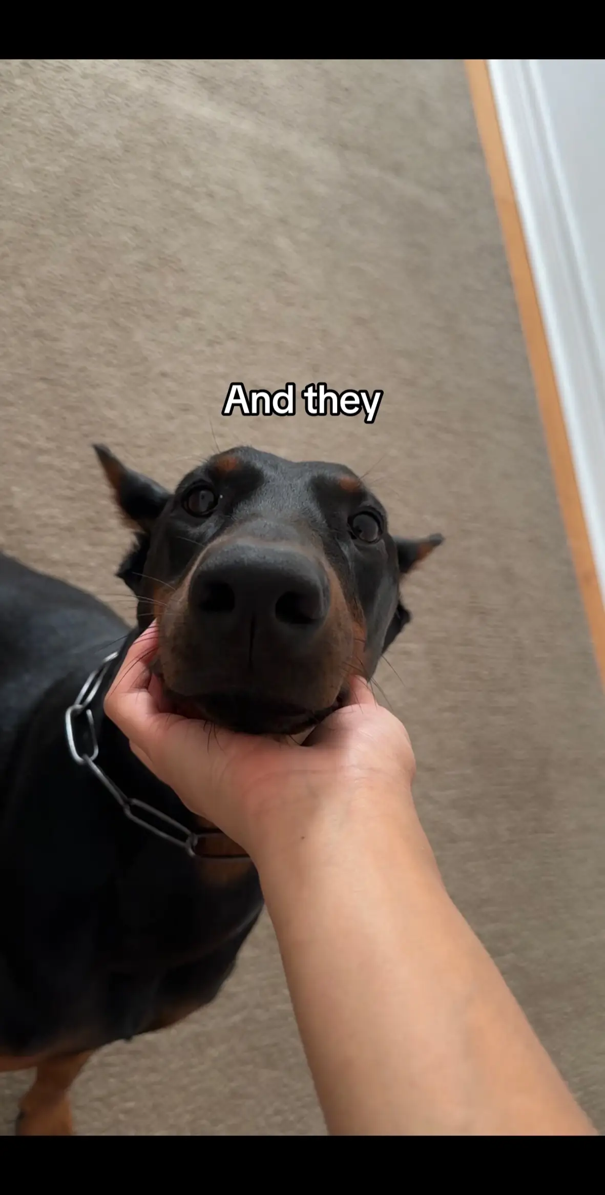 I WANT TO SQUISHHHH #doberman #dobermanpinscher #dobermans_of_tiktok #dobermanpuppy #dogsoftiktok 