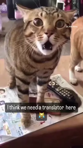 The last one 😄 #dog  #cat #pet #cute #animals #funny #fyp #foryou