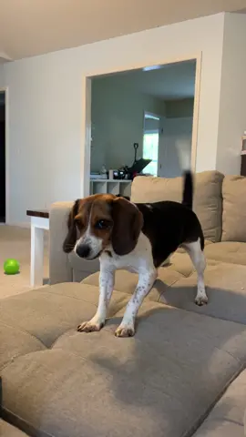 My beagle is theowing a tantrum. Lol. #beagle #beaglelover #beaglelife #beaglehowl #howlingbeagle #beaglehowling #beaglesoftiktok #beagles 