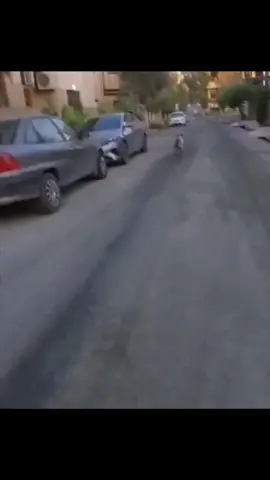 The dog: Today a human ran after me / الكلب: اليوم ركض وراي انسان #iraqitiktok #iraq 