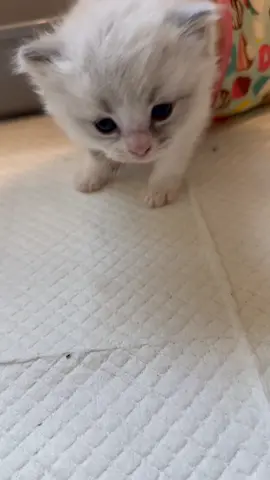 Jolene's silent meows are so cute 