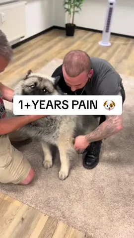 The way they look at him 😂 #foryou #fyp #foryoupagе #chiropractic #chiropractor #chiro #dogsoftiktok #dog #dogs 