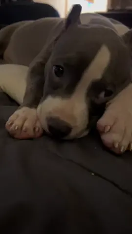 #fyp #doglife #bulldog #dogsofttiktok #bullys #cuteness #fypシ #