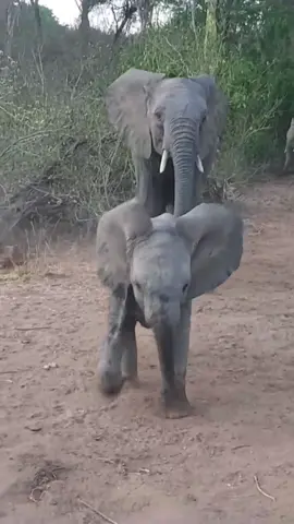 Mwana woke up full of beans this morning! She maybe the smallest member of the Umani herd, but this wild born calf rules the roost. Funny thing is, the Umani orphans are delighted to allow her to act like the boss - why not, she’s having fun. Find out more at sheldrickwildlifetrust.org (link in bio) #elephant #babyelephant #animals #wildlife #play #mornings #wild #goodmorning #kenya #mwana #sheldricktrust #nature #sheldrickwildlifetrust 