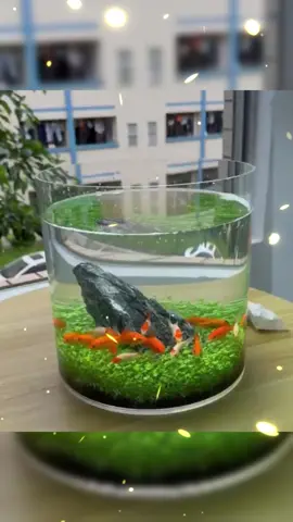 Simple aquarium landscaping but make office more lively #aqua #aquarium #aquascape #fish #fishtan #tankdecoration #PetsOfTikTok #rocky #fyp