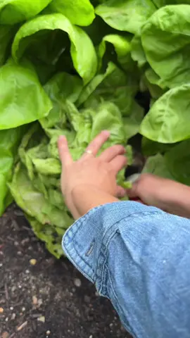 September bounty 👩‍🌾 #asmr #gardentok #fallgardening #growyourownfood #gardenharvest #notill #nospray #earthfriendly 