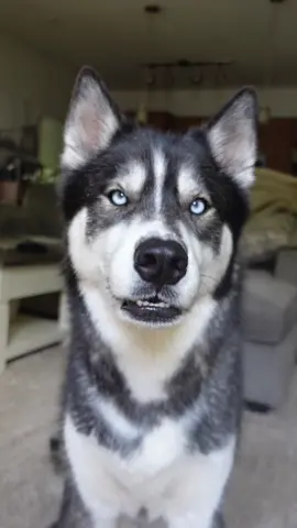 This goes out all the people that cross the road when they see my huskies because they’re intimidated, if only they could hear this sweet boy talk 🥺 #dogsvideo #huskiesoftiktok #huskylove #dogsoftiktok #dogsoftiktokviral #doglover 